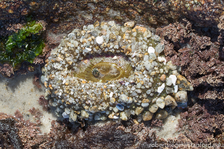 asilomar